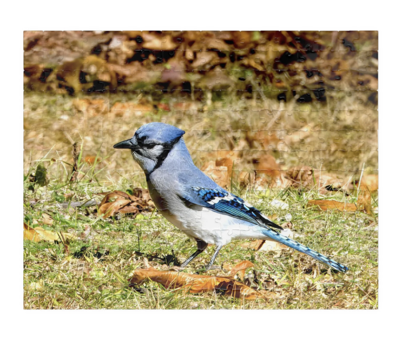 bluejay photo puzzle larger pieces